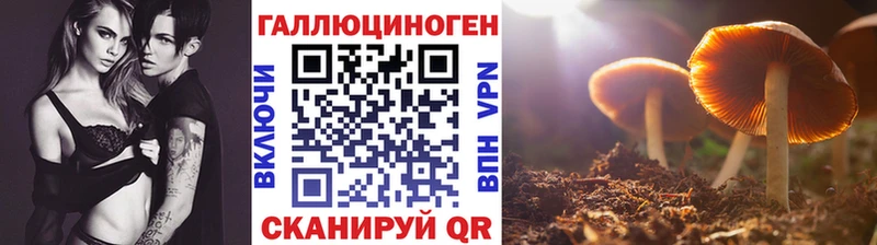 Галлюциногенные грибы GOLDEN TEACHER  Купить где  Алзамай 